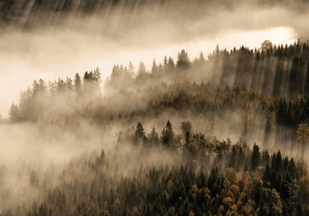 Berg & Berg Wald im Nebel